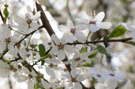 Votre secrétaire privé à votre service exclusif